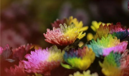 爆菊花视频,揭秘网络爆菊花视频背后的趣味与思考